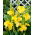 Sárga canna liliom