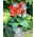 Rode cannalelie - 