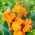 Orange canna lilja