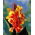Yellow-Red canna lily