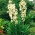 Yucca Filamentosa, acul lui Adam, Carolina Silk Grass - pachet mare! - 10 buc.