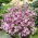 Fiala dvourohá - Matthiola bicornis - Nebe vonící noční květy - Čerstvá semena