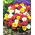 Praktportlak fylld mix - Portulaca grandiflora - Regnbågsfärger för iögonfallande trädgårdar - Färska frön