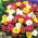 Praktportlak fylld mix - Portulaca grandiflora - Regnbågsfärger för iögonfallande trädgårdar - Färska frön