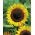 Girasol - Helianthus annuus - Semillas ricas en nutrientes con atractivo decorativo - Semillas frescas