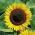 Girasol - Helianthus annuus - Semillas ricas en nutrientes con atractivo decorativo - Semillas frescas