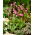 Stella cadente "Queen Victoria" - fiori rosa chiaro - pacchetto grande! - 10 pezzi - 
