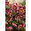 Helleborus, Hellebores Atrorubens - large package! - 10 pcs