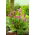 Hjertebladet bergenia "Purpurea"; hjertebladbergenia, skinnbergenia, vinterblomstrende bergenia, elefantører, elefantører, koreansk elefantøre, badan, pigsqueak, sibirsk te, mongolsk te - stor pakke! - 10 stk - 