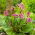 Hjertebladet bergenia "Purpurea"; hjertebladbergenia, skinnbergenia, vinterblomstrende bergenia, elefantører, elefantører, koreansk elefantøre, badan, pigsqueak, sibirsk te, mongolsk te - stor pakke! - 10 stk - 
