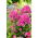 Kerti flox (Phlox paniculata) 'Cosmpolitan' - nagy csomag! - 10 db.