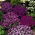 Aubrieta - színes virágkeverék - Aubrieta x hybrida - Színes virágok, ideális szegélyezéshez - Friss vetőmagok