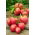 Tomaatti - Pink Oxheart - 50 siemenet - Lycopersicon esculentum Mill