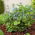 Brunnera Macrophylla - confezione grande! - 10 pezzi