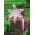 Crinum Cintho Alfa -  large package! - 10 pcs