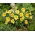 Hemerocallis, Daylily Stella D'oro - large package! - 10 pcs