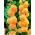Parastā kāršroze - Orange - oranžs - Althaea rosea