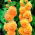 Alcea, Hollyhocks Orange - nagy csomag! - 10 db.