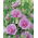 Alcea, Hollyhocks Parkrondell - lielais iepakojums! - 10 gab.