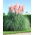 Pink Pampas Grass zaden - Cortaderia selloana - 156 zaden