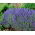 Hạt giống hoa oải hương - Lavandula angustifolia - 200 hạt - Lavendula vera