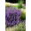 Katteurt - Nepeta mussinii - Duftende blomster, elsket af katte - Friske frø