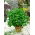 Parsley daun "Fest" - 1200 biji - Petroselinum crispum  - benih