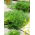 Dill - Moravan - High Yield, Strong Aroma, Hight Nutrients - Fresh Seeds