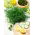 Eneldo - Kozak - Variedad aromática para uso fresco y encurtidos - Semillas frescas