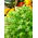 Kişniş tohumları - Kişniş sativum - 300 tohum - Coriandrum sativum