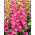 Digitalis, Foxglove Camelot Rose - nagy csomag! - 10 db.