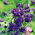 Aquilegia, Columbine, Granny's Bonnet Blue Barlow - stort paket! - 10 st