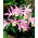 Tuinorchidee - groot pakket! - 10 stuks - 