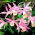 Tuinorchidee - groot pakket! - 10 stuks - 