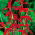 Sprekelia Formosissima, Aztec Lilies, Jacobean Lilies - large package! - 10 pcs