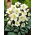 Helleborus, Hellebores Niger - veliko pakiranje! - 10 kom