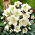 Helleborus, Hellebores Niger - veliko pakiranje! - 10 kom