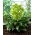 Helleborus, Helleborus Argutifolius - groot pakket! - 10 stuks - 