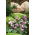 Cyclamen Hederifolium - large package! - 10 pcs