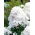 Phlox White -  large package! - 10 pcs