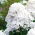 Phlox White -  large package! - 10 pcs