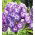 Phlox Laura - groot pakket! - 10 stuks - 