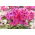 Phlox Windsor - groot pakket! - 10 stuks - 