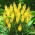 Kniphofia, Red Hot Poker, Tritoma Minister Verschuur - suur pakett! - 10 tk