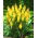 Kniphofia, Red Hot Poker, Tritoma Minister Verschuur - suur pakett! - 10 tk