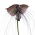 Tacca Chantrieri, moustaches de chat, fleur du diable, plante chauve-souris noire - grand paquet ! - 10 pieces