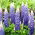 Lupinus, Lupin, Lupin Blue - didelė pakuotė! - 10 vnt.