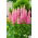 Lupinus, Lupin, Lupin O Chatelaine - pacote grande! - 10 pcs.