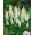 Lupinus, Lupin, Lupin White - ¡paquete grande! - 10 piezas
