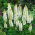 Lupinus, Lupin, Lupin White - ¡paquete grande! - 10 piezas